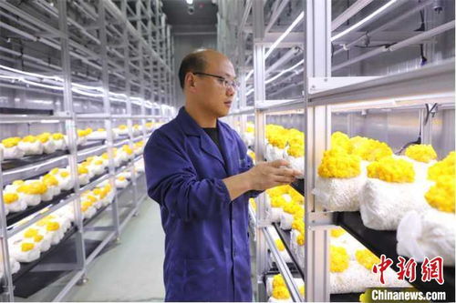 山東多地加快發展數字農業，智慧農田新模式引領鄉村振興